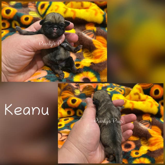 Pug Puppies media 5