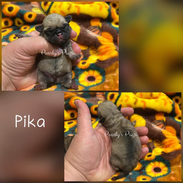 Pug Puppies media 7