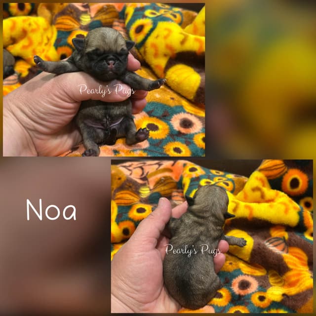 Pug Puppies media 6