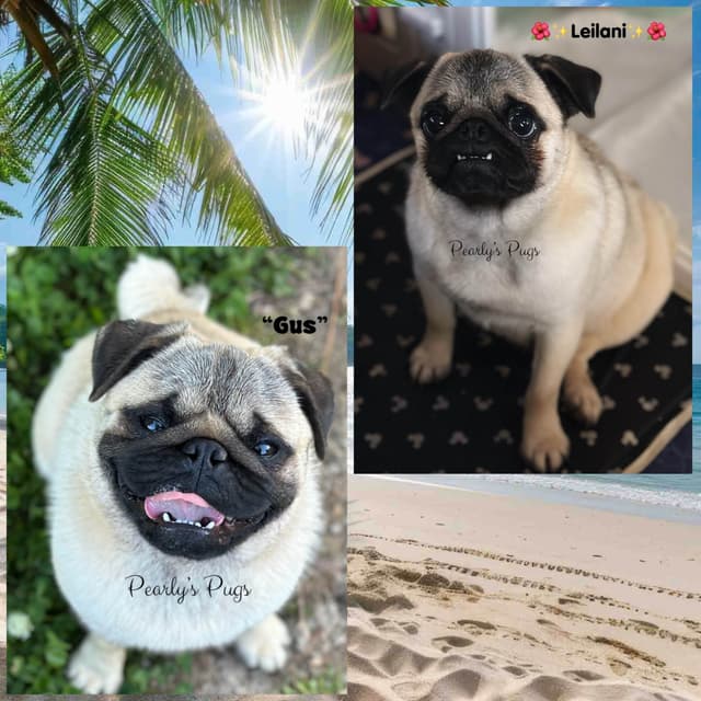 Pug Puppies media 8
