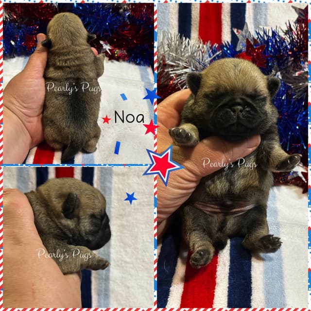 Pug Puppies media 2