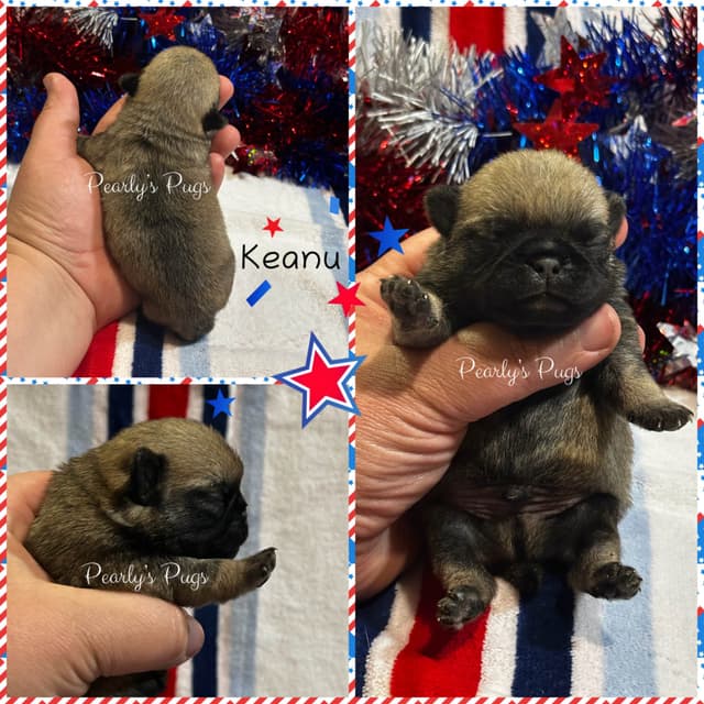 Pug Puppies media 3