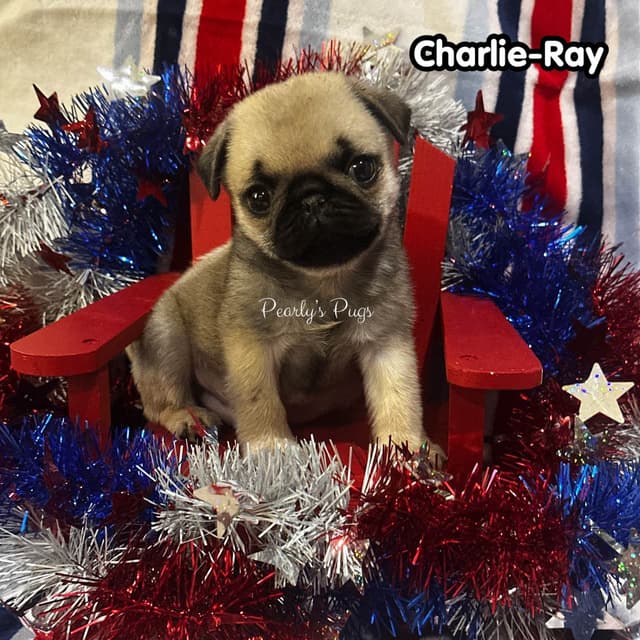 Pug Puppies media 2