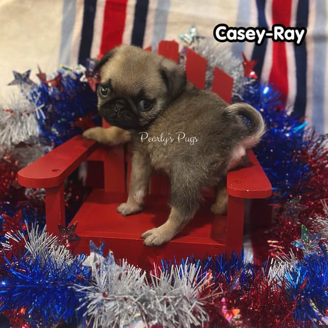 Pug Puppies media 3