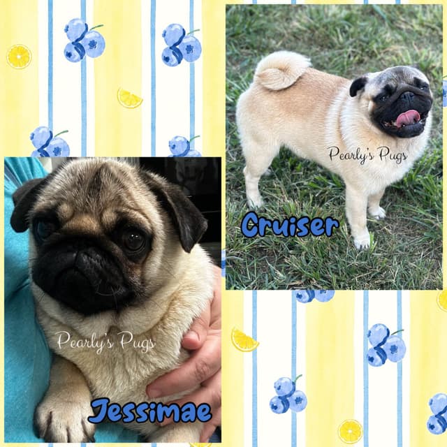 Pug Puppies media 6