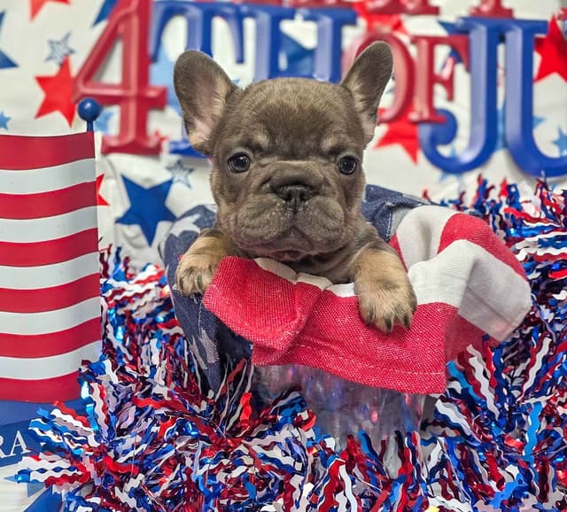 French Bulldog Puppies media 3