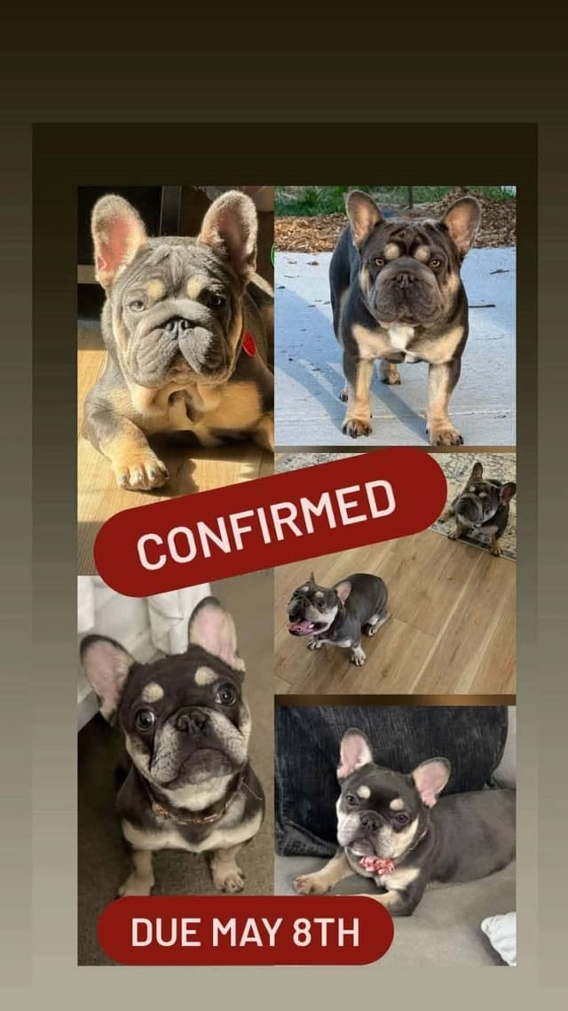 French Bulldog Puppies media 5