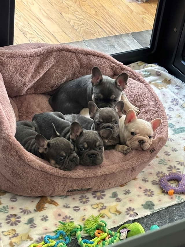 French Bulldog Puppies media 6