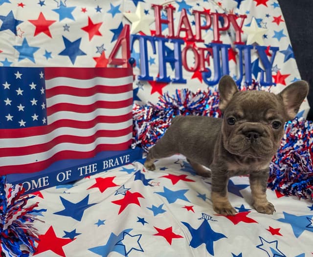 French Bulldog Puppies media 8