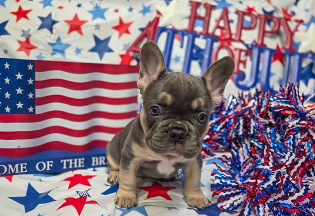 French Bulldog Puppies media 9