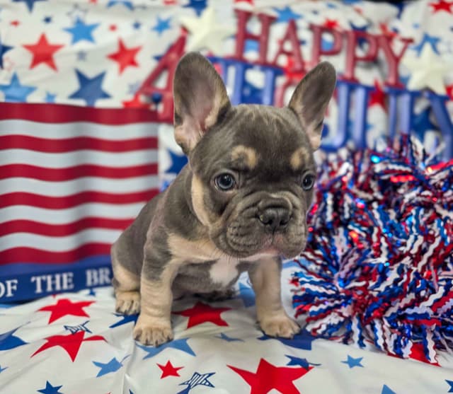 French Bulldog Puppies media 10