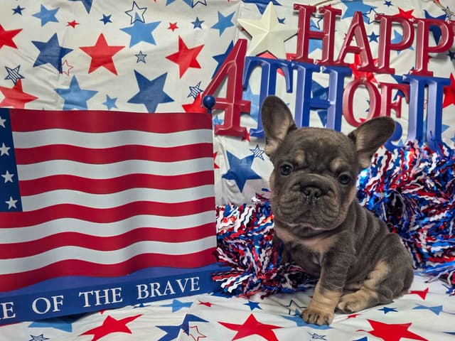 French Bulldog Puppies media 2