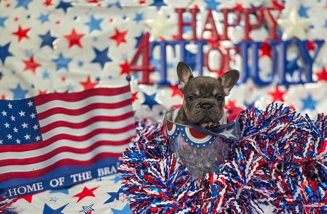 French Bulldog Puppies media 11
