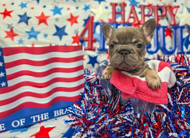 French Bulldog Puppies media 12