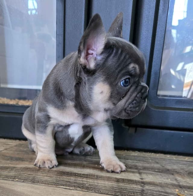 French Bulldog Puppies media 13