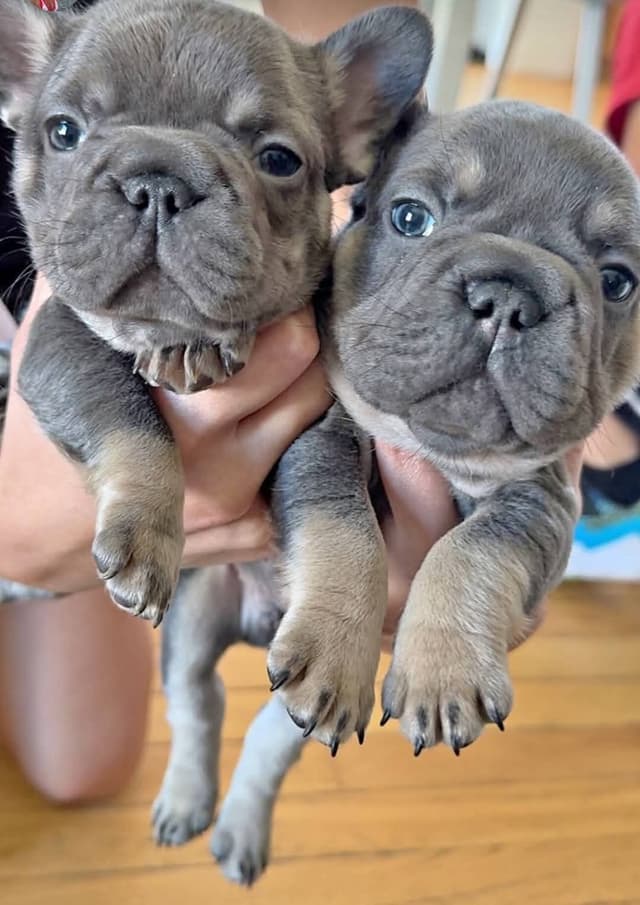 French Bulldog Puppies media 17