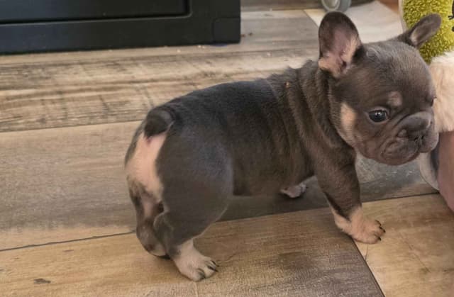 French Bulldog Puppies media 18