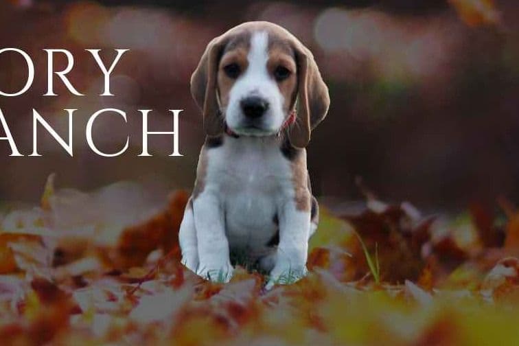 The sweetest Beagle Puppies breeder image 2