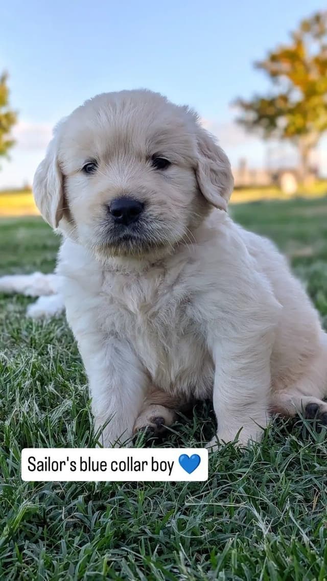 Beautiful, temperament tested, Golden Retriever Puppies media 3
