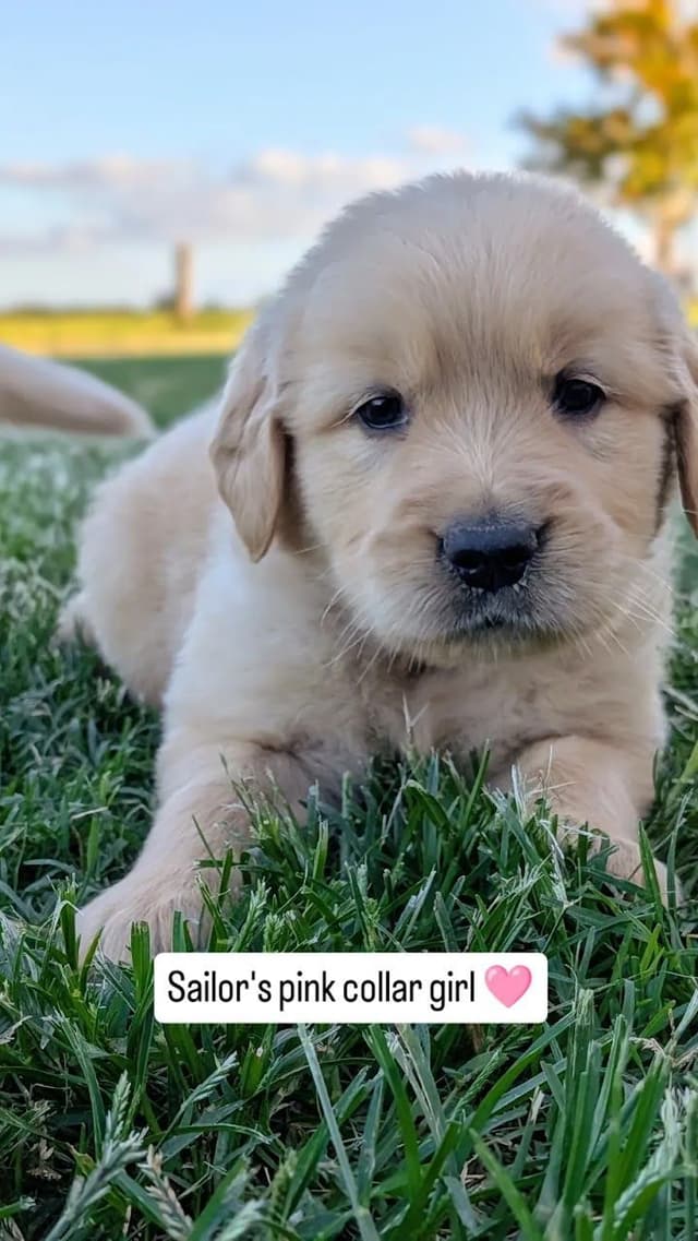 Beautiful, temperament tested, Golden Retriever Puppies media 4