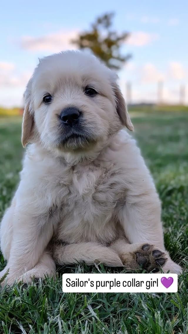 Beautiful, temperament tested, Golden Retriever Puppies media 6