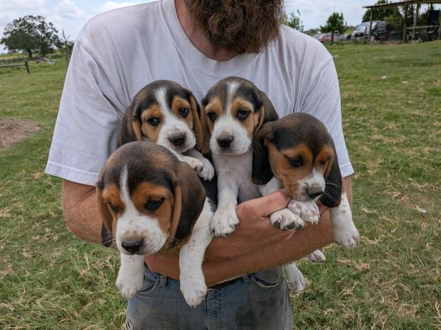 Happy, healthy, beautiful Beagle Puppies media 2