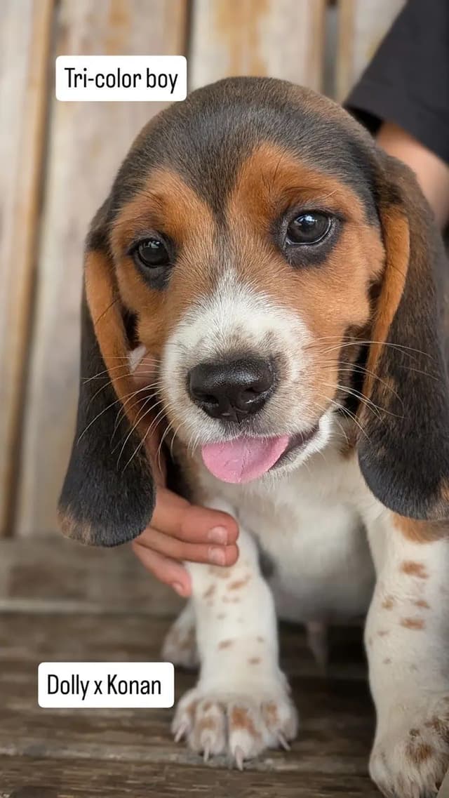Happy, healthy, beautiful Beagle Puppies media 3