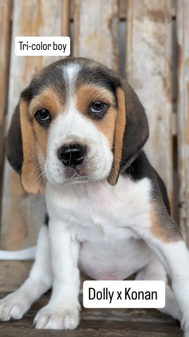 Happy, healthy, beautiful Beagle Puppies media 4