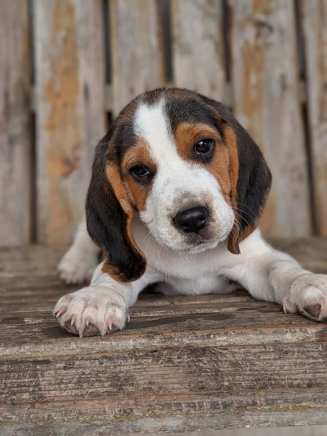 The sweetest Beagle Puppies media 2