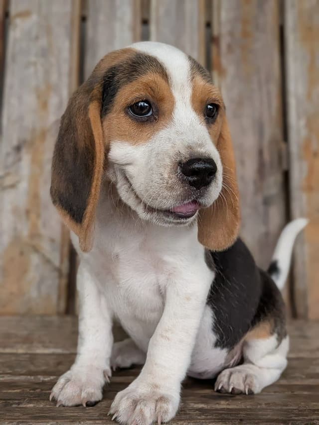 The sweetest Beagle Puppies media 3