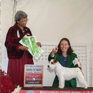 Russell Terrier Puppies breeder image 3