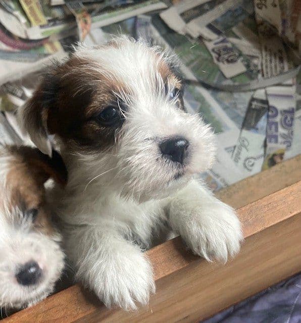 Russell Terrier Puppies breeder image 5