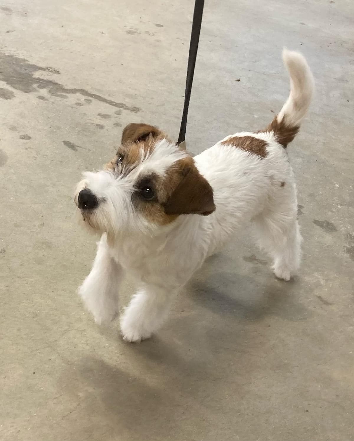 Russell Terrier Puppies breeder image 8
