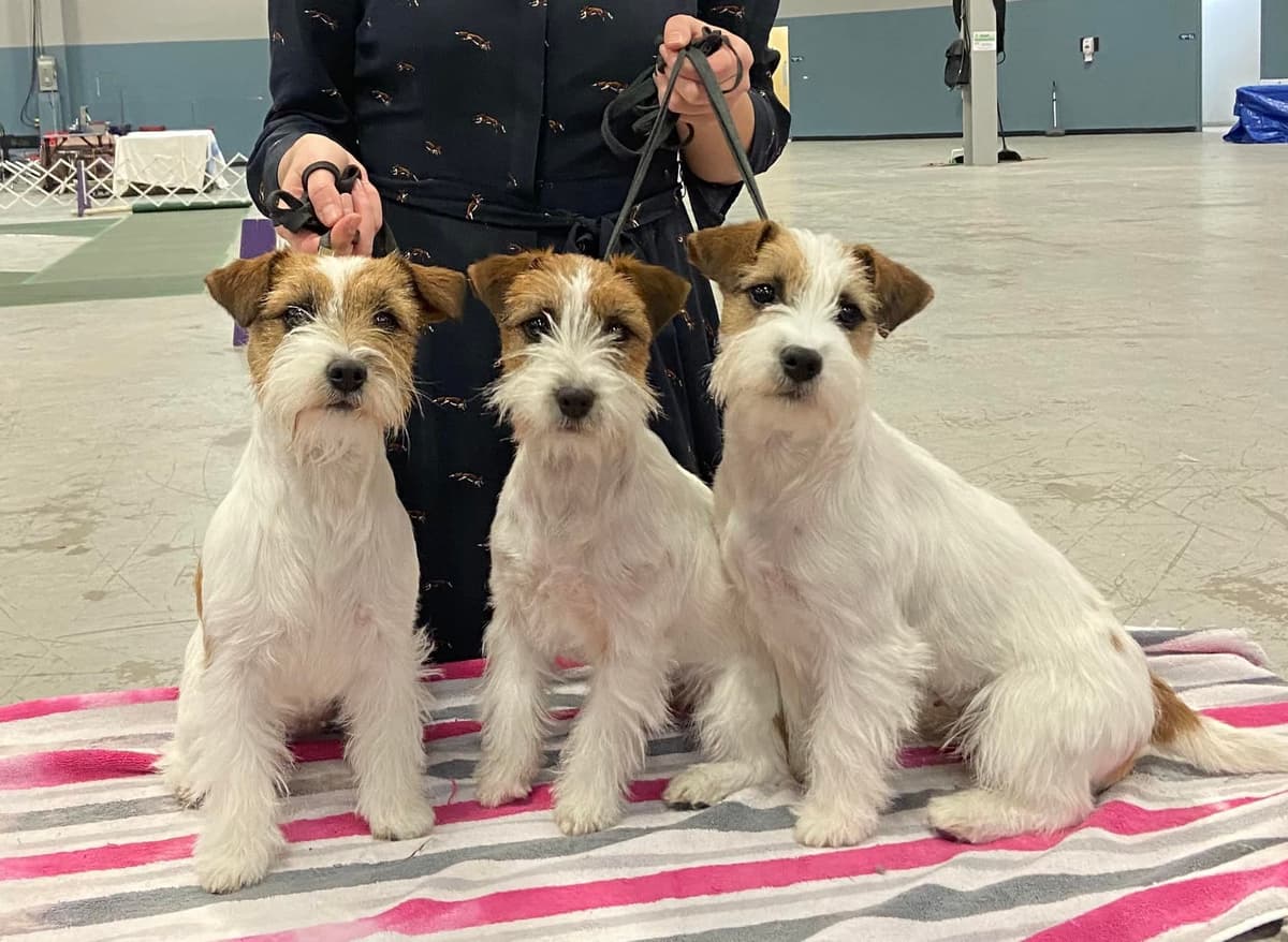Russell Terrier Puppies breeder image 1
