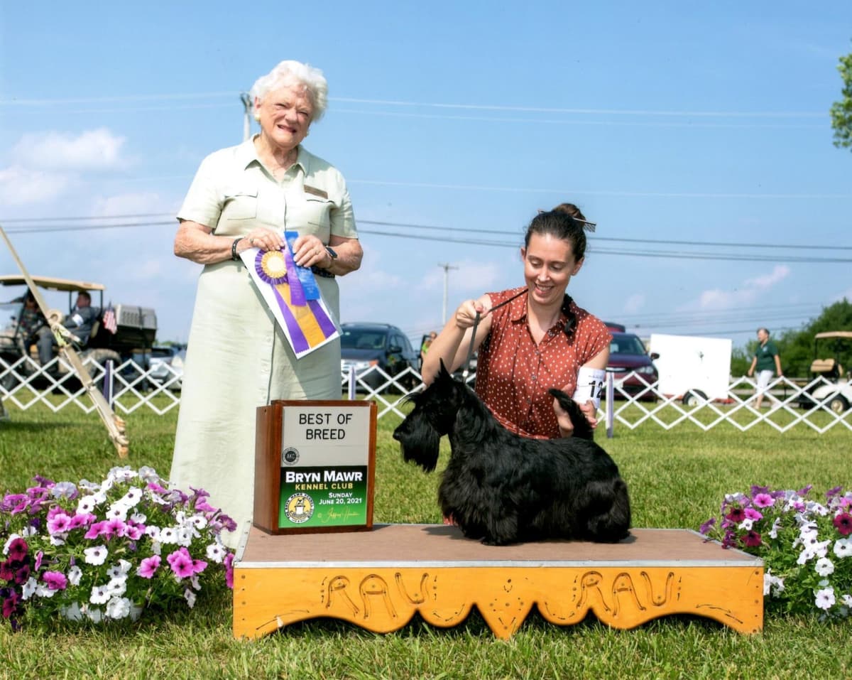 Russell Terrier Puppies breeder image 11