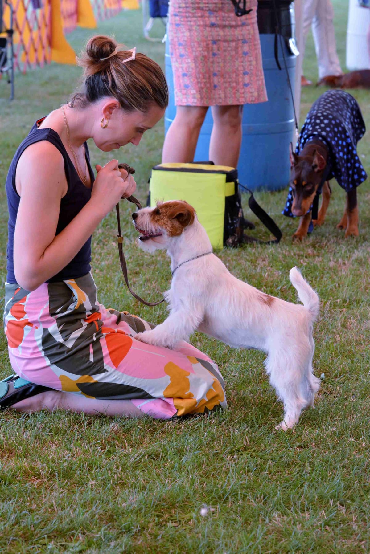 Russell Terrier Puppies breeder image 14
