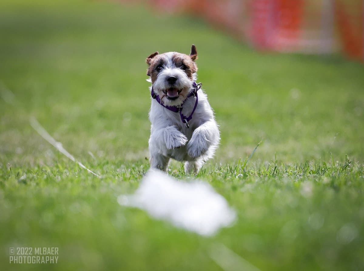 Russell Terrier Puppies breeder image 15