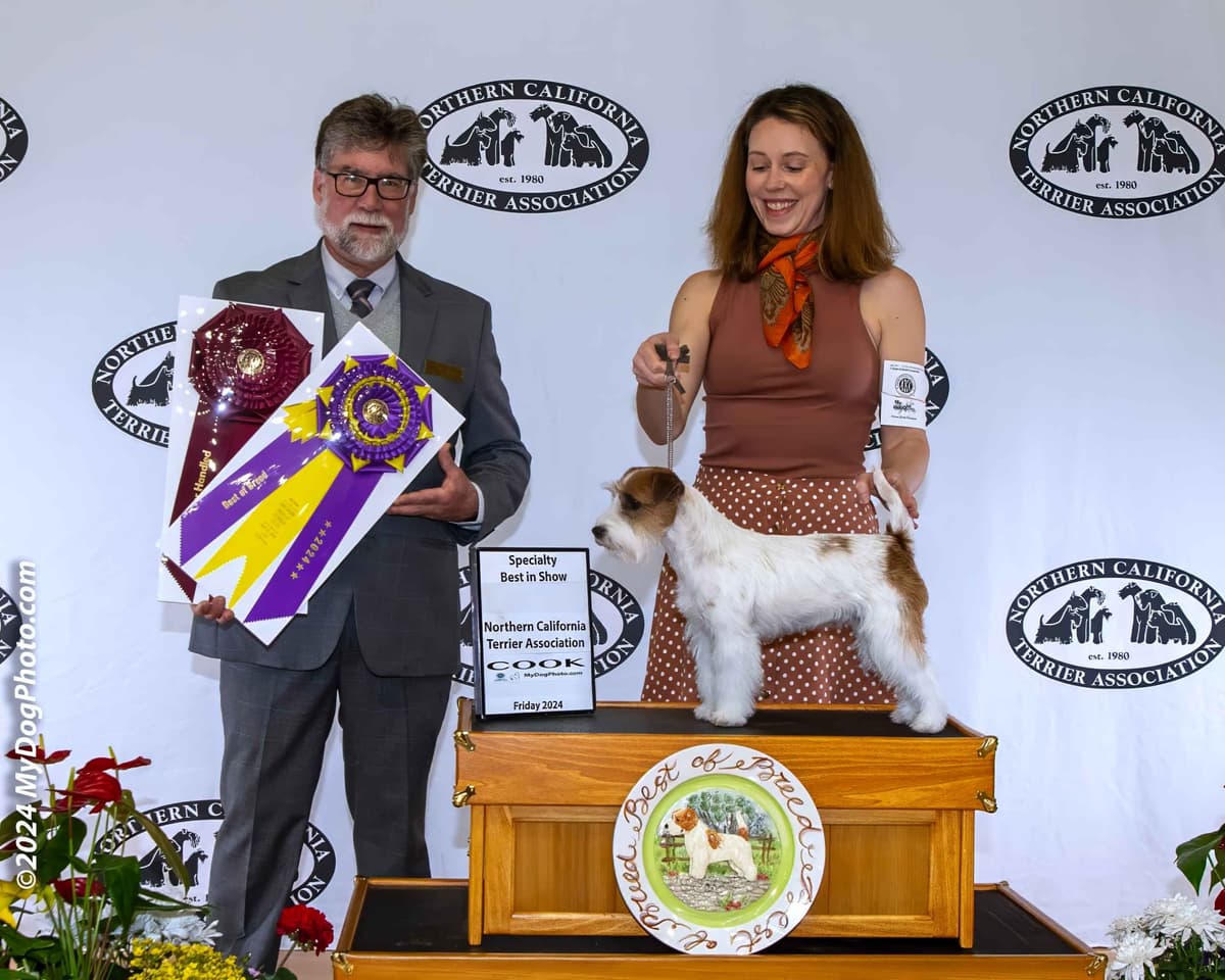 Russell Terrier Puppies breeder image 17