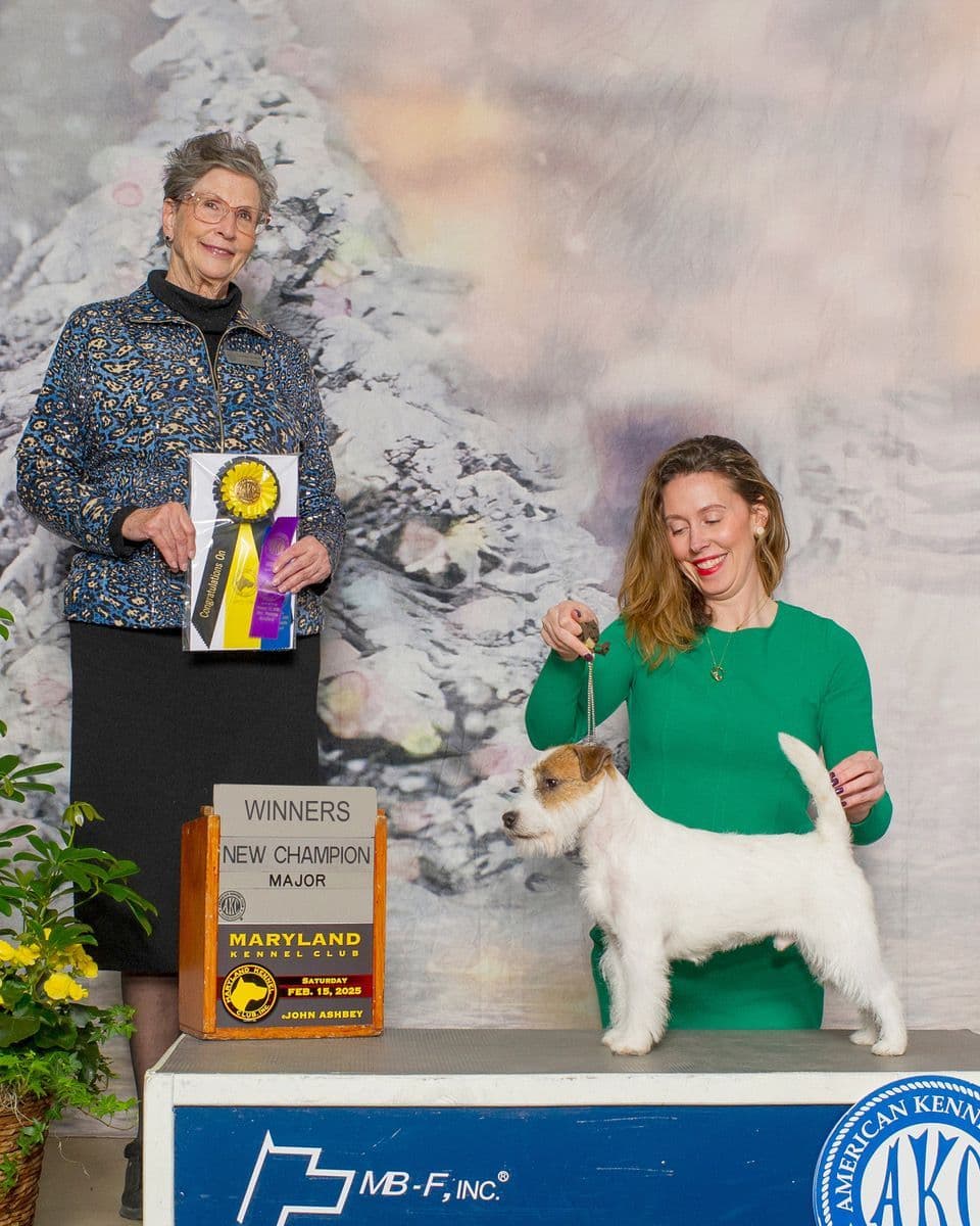 Russell Terrier Puppies breeder image 19