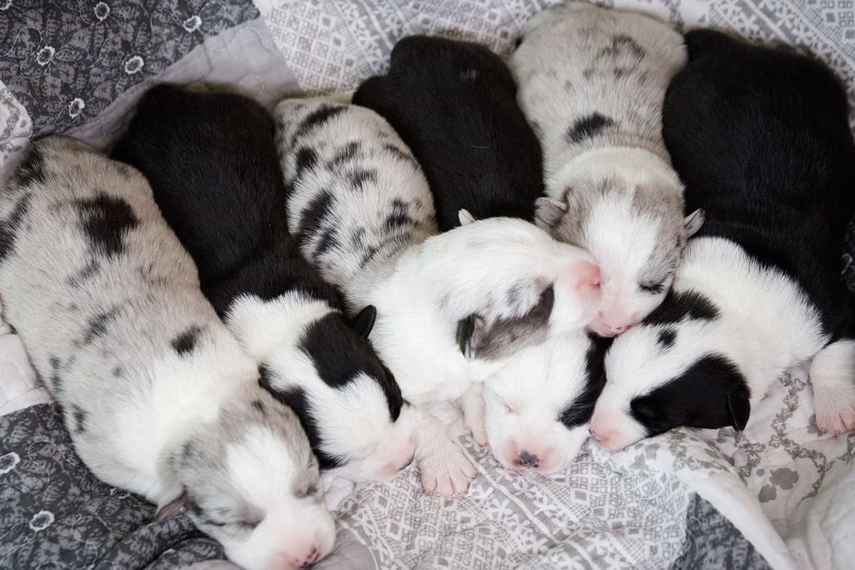 Cardigan Welsh Corgi Puppies breeder image 1