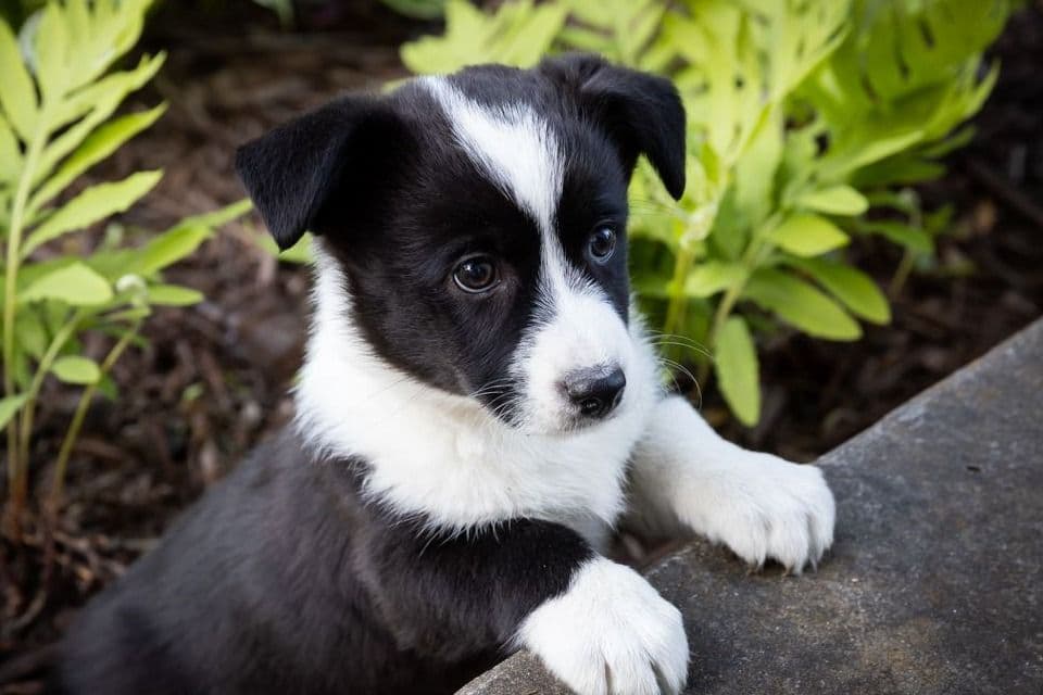 Cardigan Welsh Corgi Puppies breeder image 3