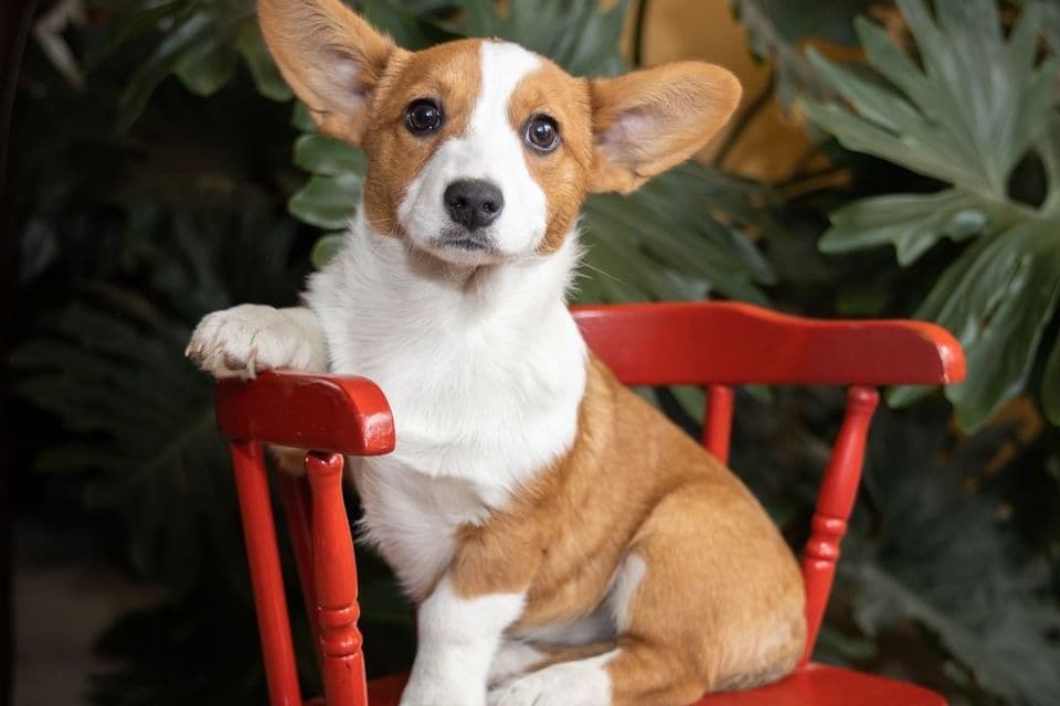 Cardigan Welsh Corgi Puppies breeder image 4