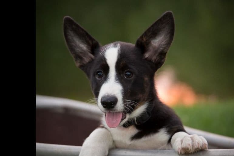 Cardigan Welsh Corgi Puppies breeder image 5