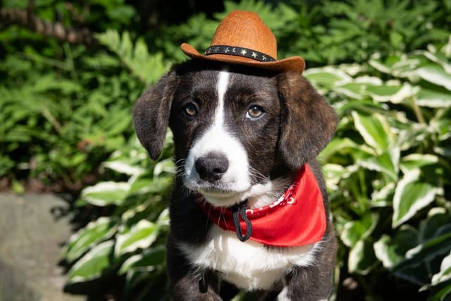Cardigan Welsh Corgi Puppies media 2