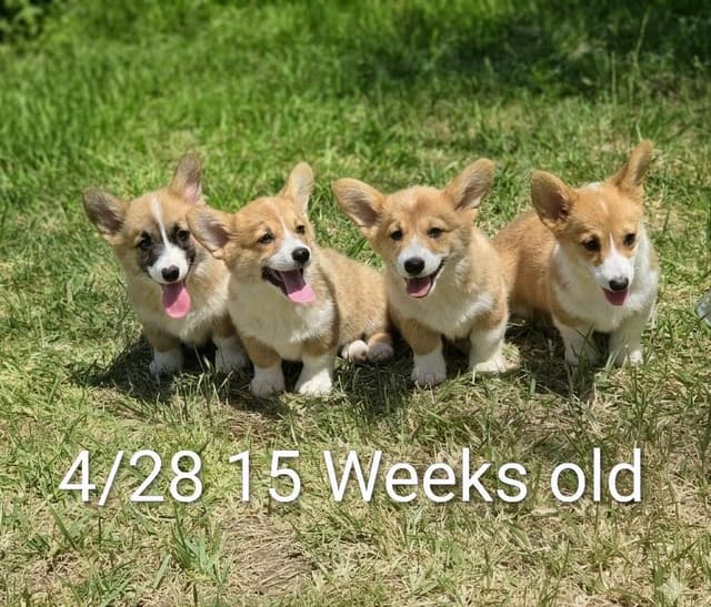 Pembroke Welsh Corgi Puppies media 2