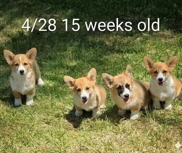 Pembroke Welsh Corgi Puppies media 3