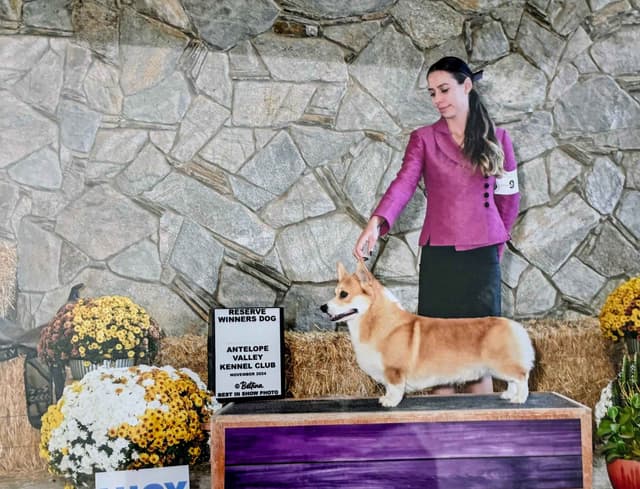 Pembroke Welsh Corgi Puppies media 4