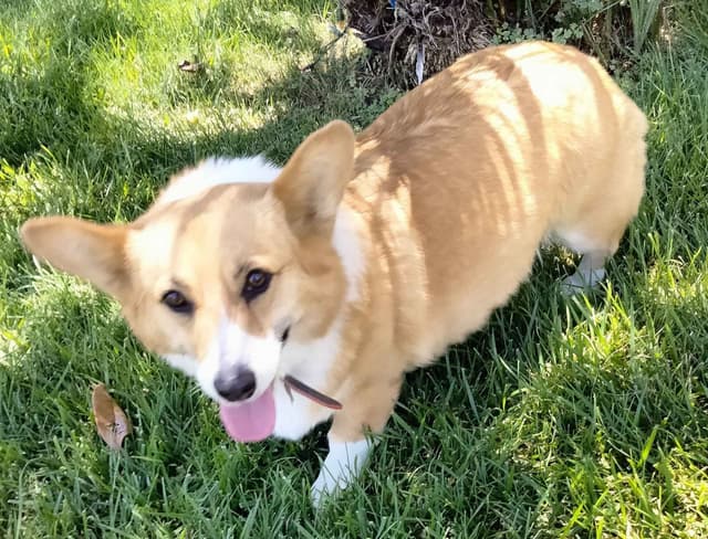 Pembroke Welsh Corgi Puppies media 5