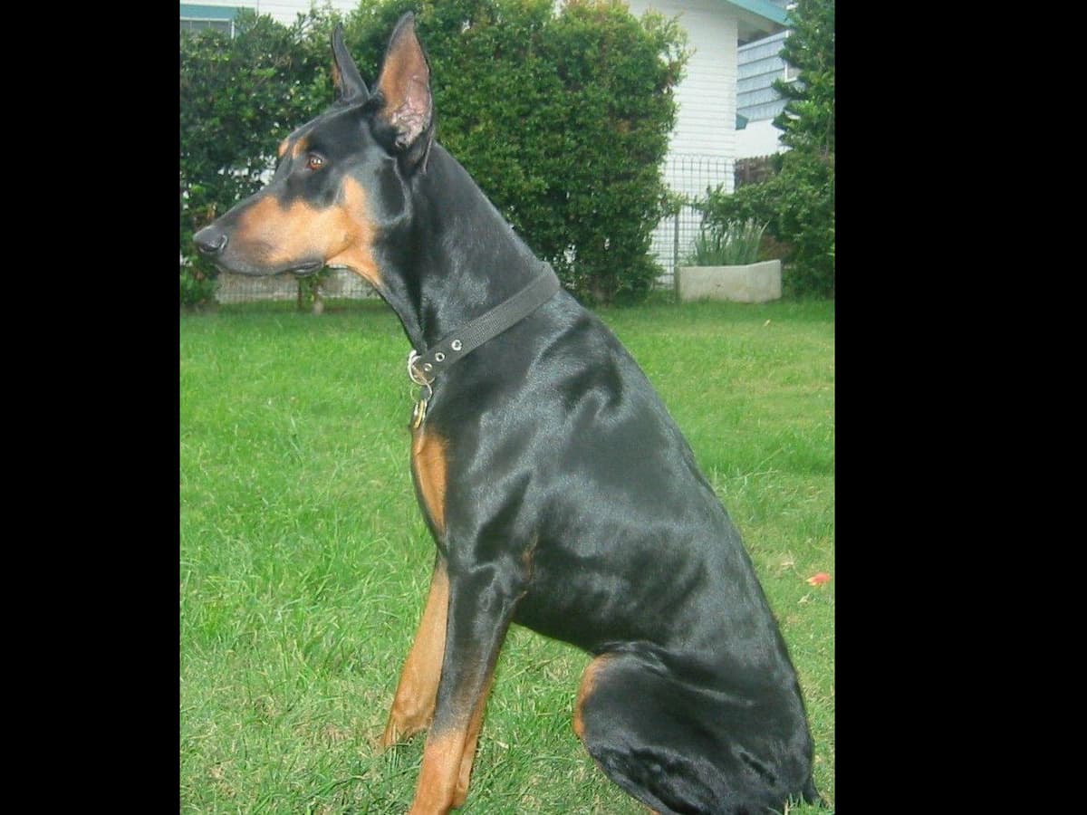 MELANISTIC BLACK MALE, 3/4 EURO Doberman Pinscher Pup breeder image 1