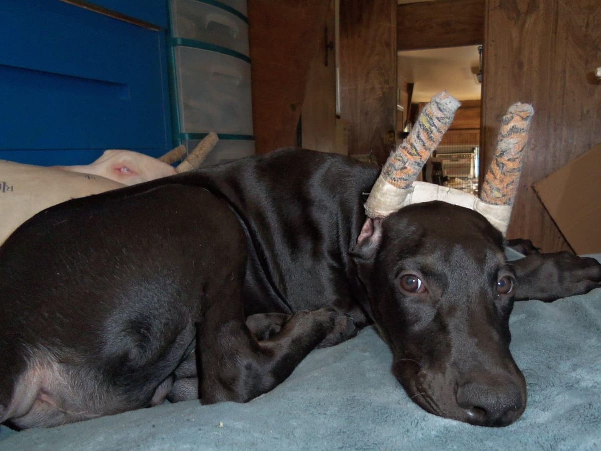 MELANISTIC BLACK MALE, 3/4 EURO Doberman Pinscher Pup breeder image 5